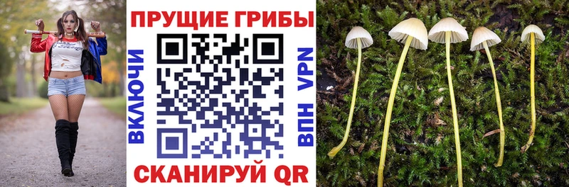 Галлюциногенные грибы мицелий  Зеленогорск 